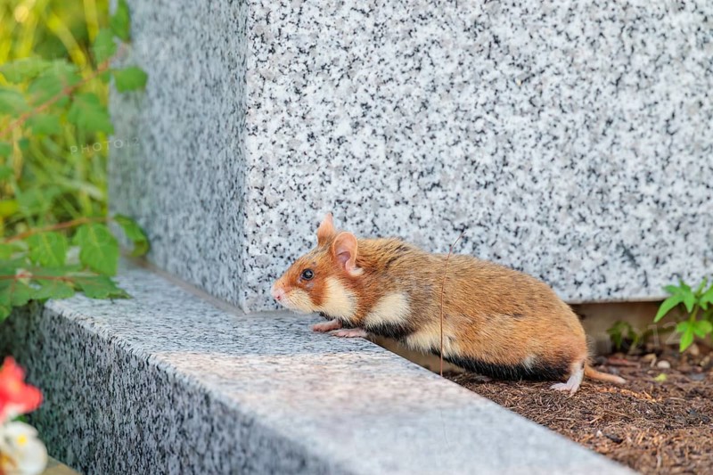 A European hamster (Cricetus cricetus) runs across graves in search for food. Vienna, Austria