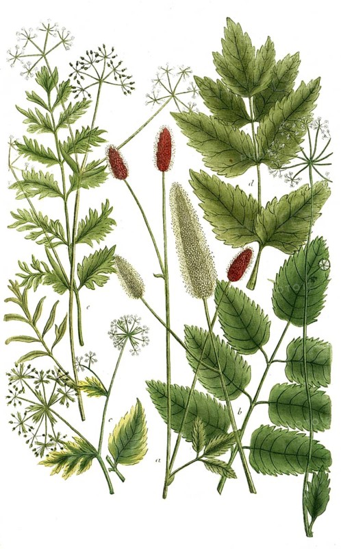 Botany, plants, varieties of the meadow button, Sanguisorba, Pimpinella canadensis, Pimpinella maxima, Pimpinella montana, Pimpinella saxifraga major, Pimpinella saxifraga