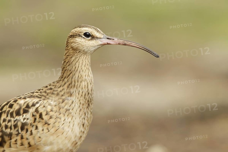 Bristle-thighed Curlew (Numenius tahitiensis), Hawaii, USA