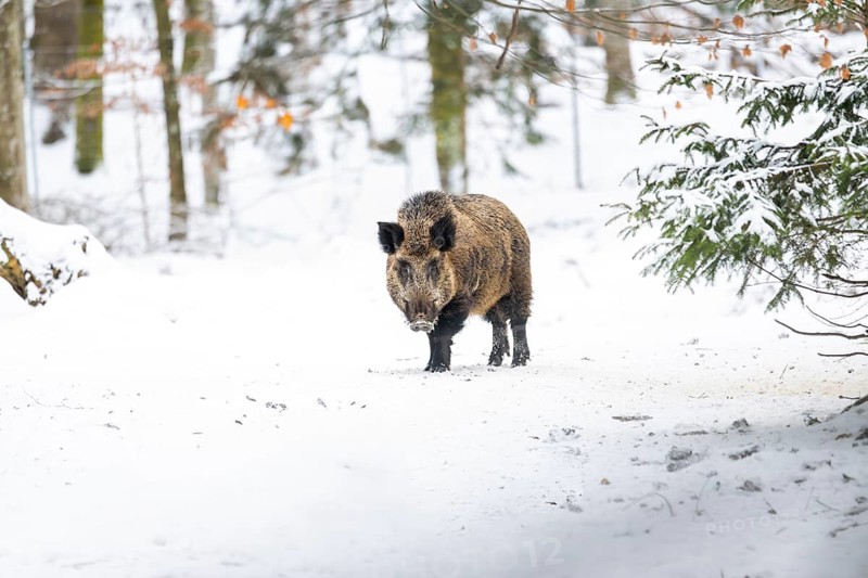 Wild boar (Sus scrofa) standing in a forest in winter, snow, Bavaria, Germany