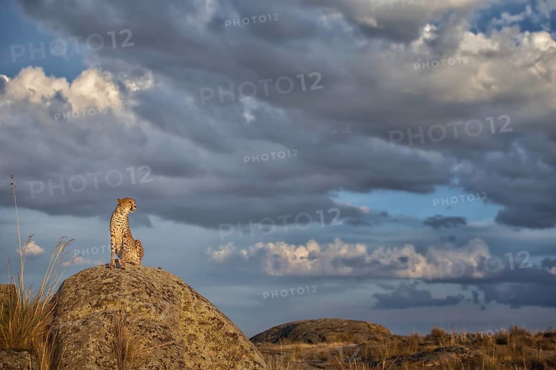 Cheetah (Acinonyx jubatus) female sitting on a rock below dark clouds, Castile-La Mancha, Spain