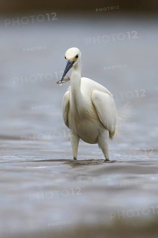 Little Egret (Egretta garzetta) eating a small fish, Victoria, Australia