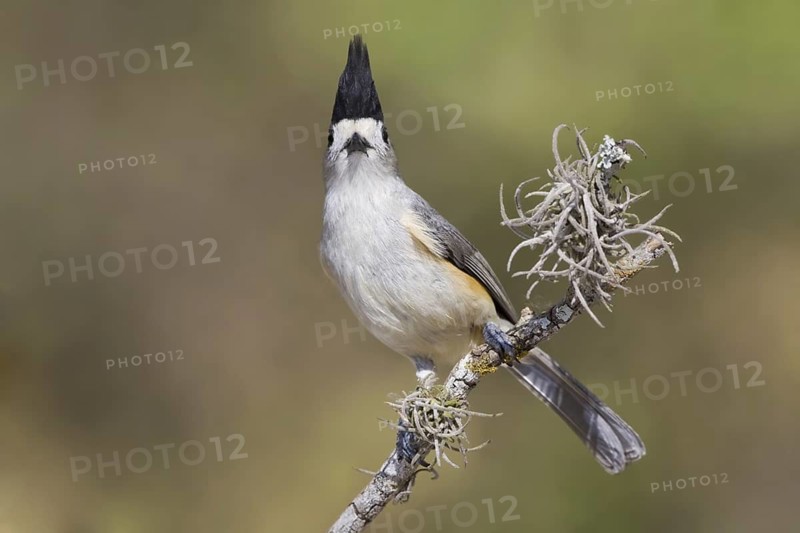 Black-crested Titmouse (Baeolophus atricristatus), Texas, USA