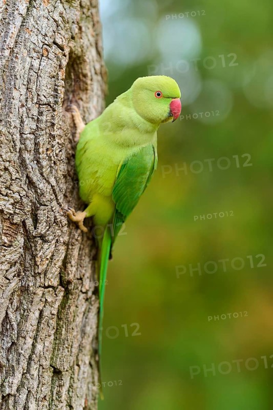 Green collared parakeet (Psittacula krameri), sitting in the nesting hole of a tree, looking attentively, Baden-Württemberg, Germany