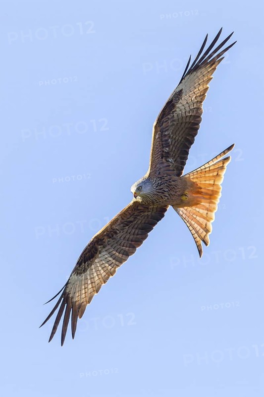 Red Kite, (Milvus milvus), Red Kite, Fork-tailed Kite, King Kite, animals, birds, bird of prey, hawk family, flight photo, blue sky, sideways, Lucerne, Lucerne, Switzerland