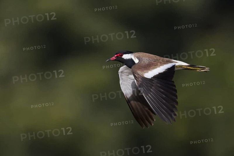 Red-wattled Lapwing (Vanellus indicus) flying, Oman