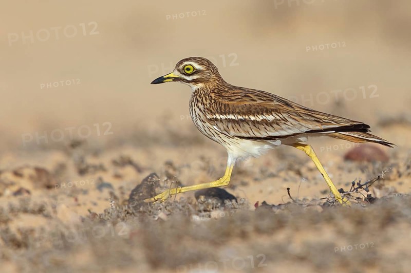 Curlew, Animals, Birds, (Burhinus oedicnemus), Biotope, Habitat, Foraging, Curlew family, Canary Islands, Lanzarote, Canary Islands, Spain