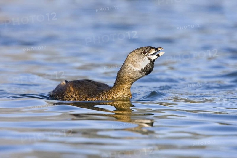 Pied-billed Grebe Podilymbus podiceps Tucson, Pima County, ARIZONA, United States March Adult vocalizing in breeding plumage. Podicipedidae