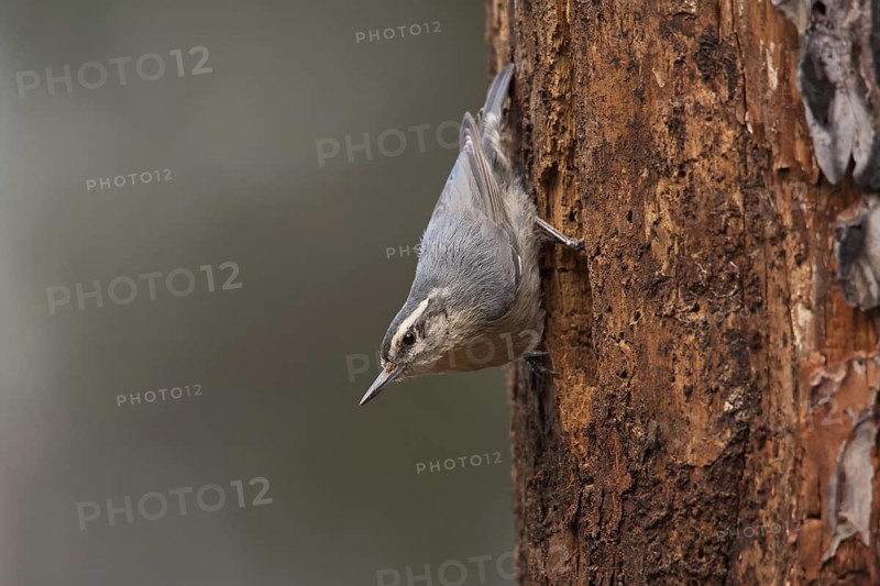 Corsican Nuthatch (Sitta whiteheadi), Corsica, France