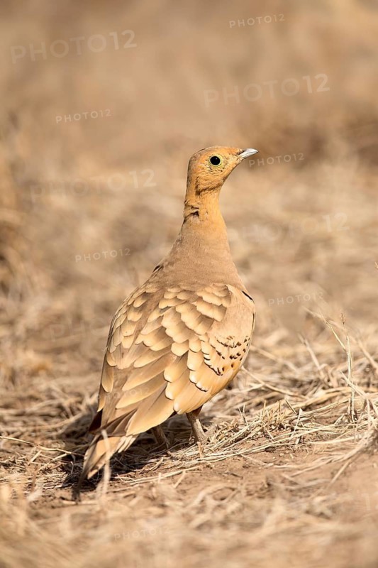 Chestnut-bellied Sandgrouse (Pterocles exustus), Aledeghi National Park, Ethiopia