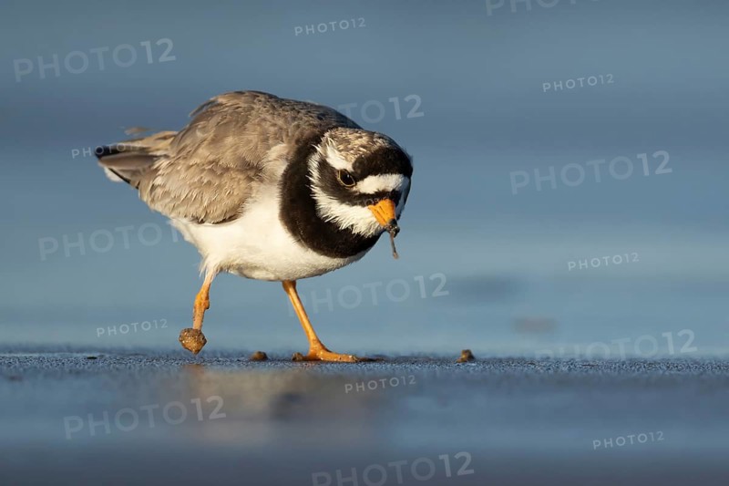 Ringed plover (Charadrius hiaticula) adult wading bird feeding on a worm on a beach, Norfolk, England, United Kingdom