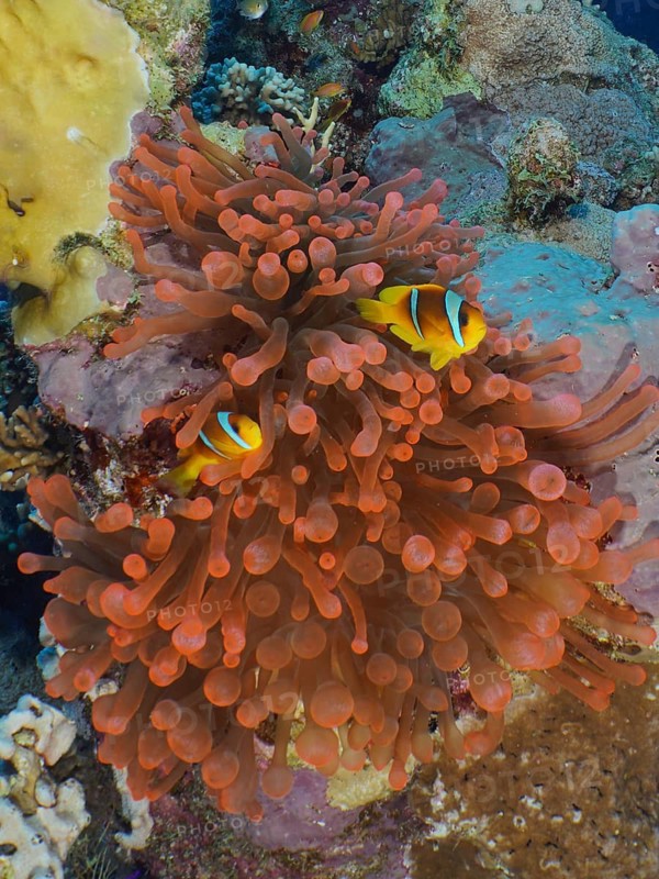 Bubble anemone (Entacmaea quadricolor)