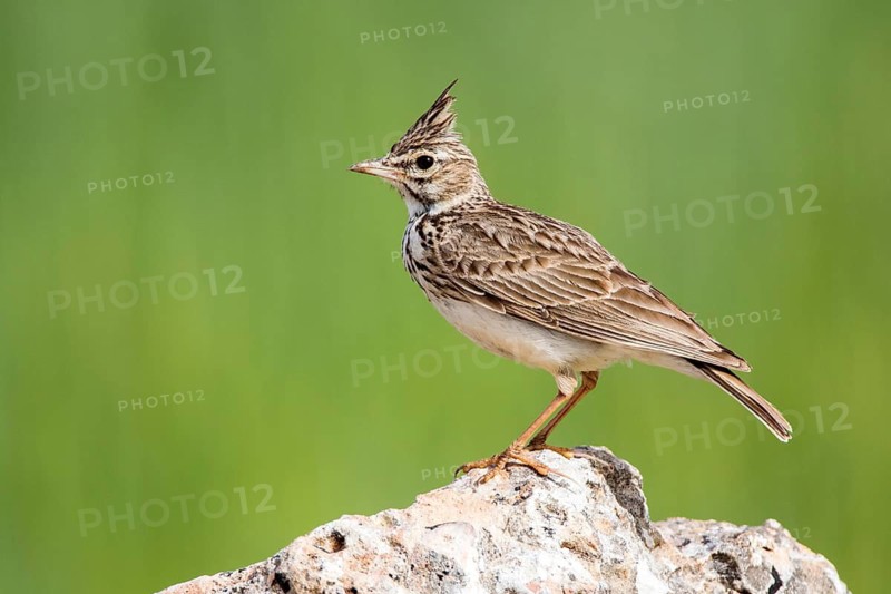Thekla Lark (Galerida theklae) perched on a rock, Castile and Leon, Spain