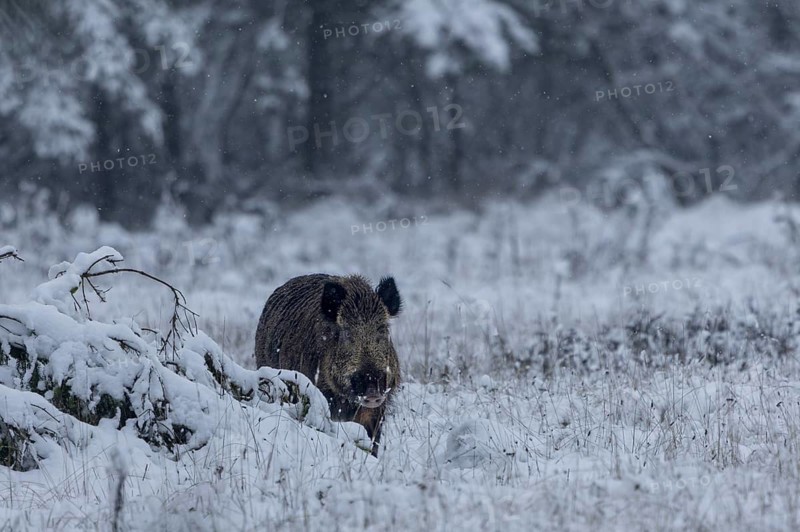 Surprising encounter with a wild boar (Sus scrofa) on a snow-covered forest meadow, early winter, winter, snow, cold, intoxication season, mating season, November, Denmark