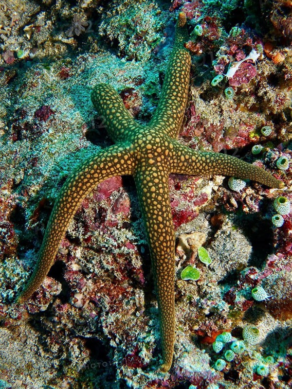 Orange-green starfish, New Caledonia starfish, yellow net starfish (Nardoa novaecaledoniae), on coral reef in the sea, dive site Toyapakeh, Nusa Ceningan, Nusa Penida, Bali, Indonesia