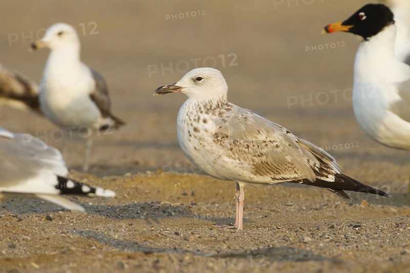 Caspian Gull (Larus cachinnans), Oman