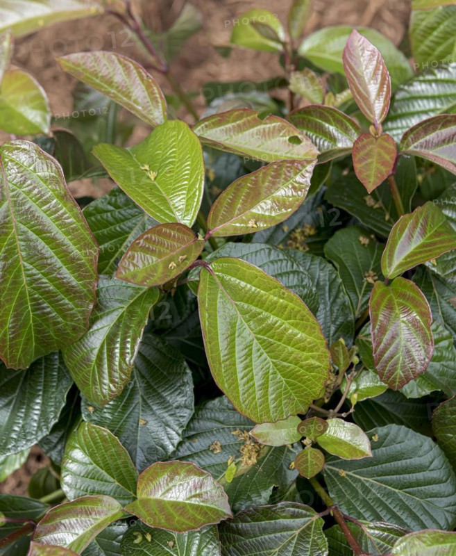 Viburnum SHINY DANCER, Anchers Havecenter, Grand Haven, Michigan, United States of America