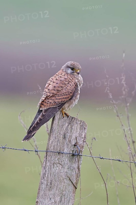Kestrel (Falco tinnunculus), on a pasture fence post, Bieslicher Insel, Lower Rhine, North Rhine-Westphalia, Germany