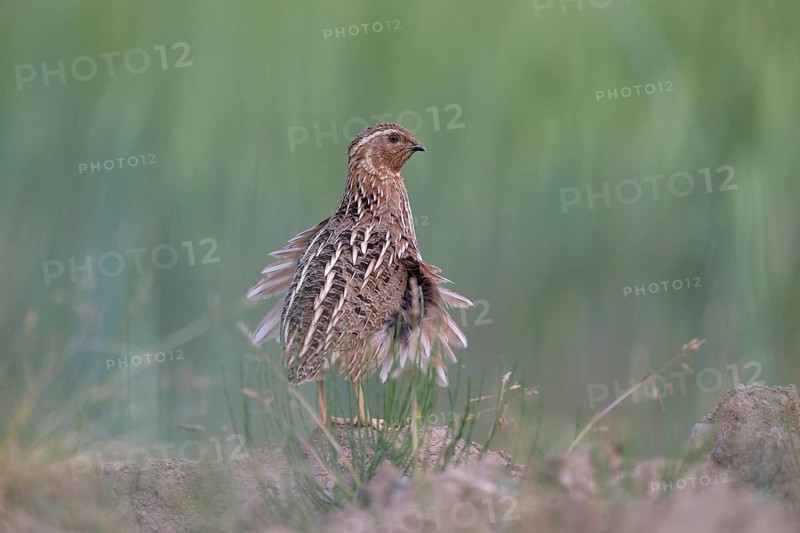 Common Quail (Coturnix coturnix), Saxony, Germany