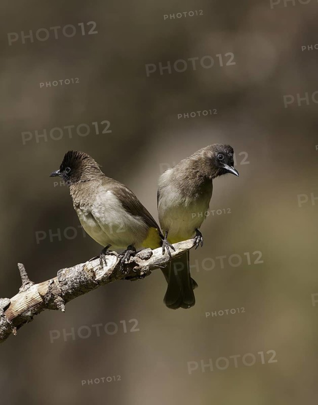 Common Bulbul (Pycnonotus barbatus), Chobe, Botswana