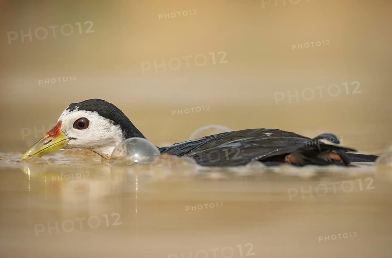 A white-breasted waterhen (Amaurornis phoenicurus) in the water, Sreepeur, Gazipur
