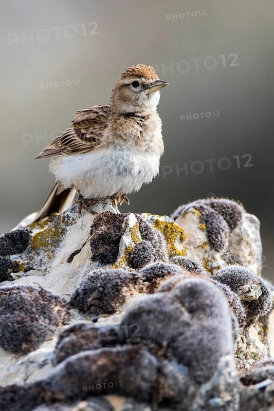 Greater Short-toed Lark (Calandrella brachydactyla) perched on a rock, Castile and Leon, Spain