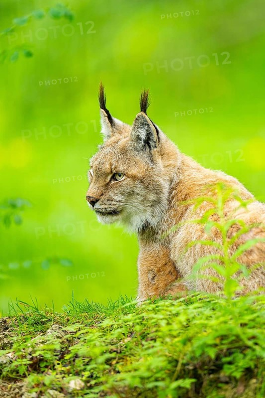 Eurasian lynx (Lynx lynx) lying the grass, Bavaria, Germany