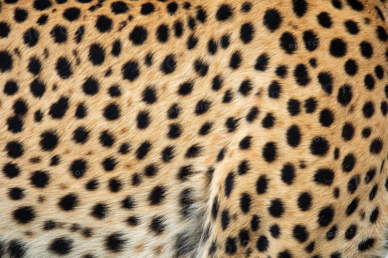 Detailed close-up view of a cheetah's unique spotted fur pattern, highlighting the texture and natural coloration