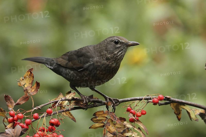 Common Blackbird (Turdus merula) female, Lower Saxony, Germany