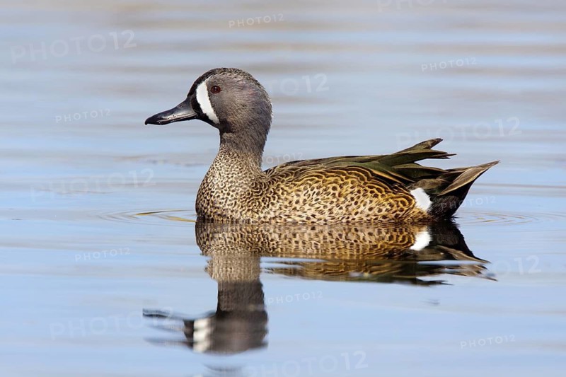 Blue-winged Teal Anas discors Tucson, Arizona, United States 17 March Adult Male Anatidae