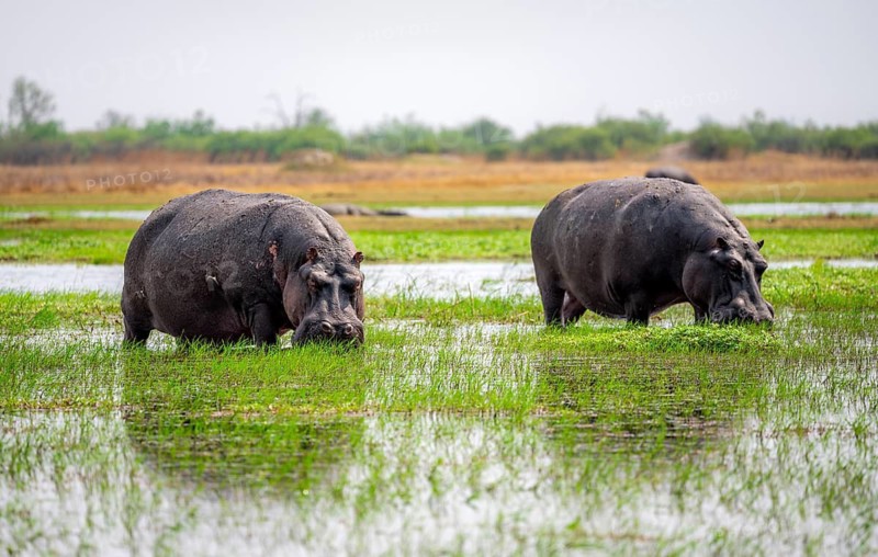 Hippos (Hippopatamus amphibius) grazing in the shallow water of a lake, Okavango Delta, Moremi Game Reserve, Botswana