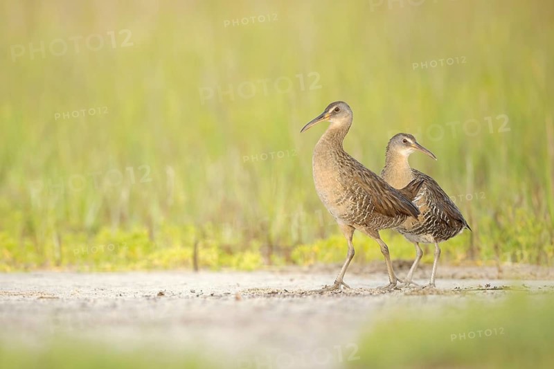 Clapper Rail (Rallus crepitans), Texas, USA