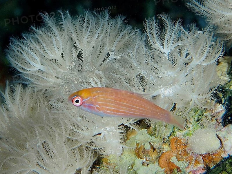 Juvenile Red Sea Dwarf Wrasse (Paracheilinus octotaenia)