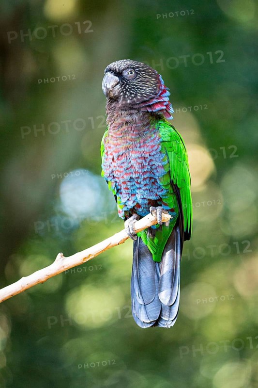 Red-fan parrot (Deroptyus accipitrinus) Pantanal Brazil