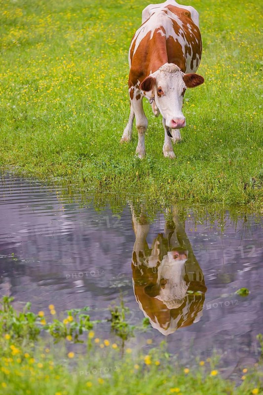 Holstein Friesian cattle stand on a green meadow next to a puddle. A reflection of the cows and the mountains can be seen in the puddle. Eng Valley, Austria