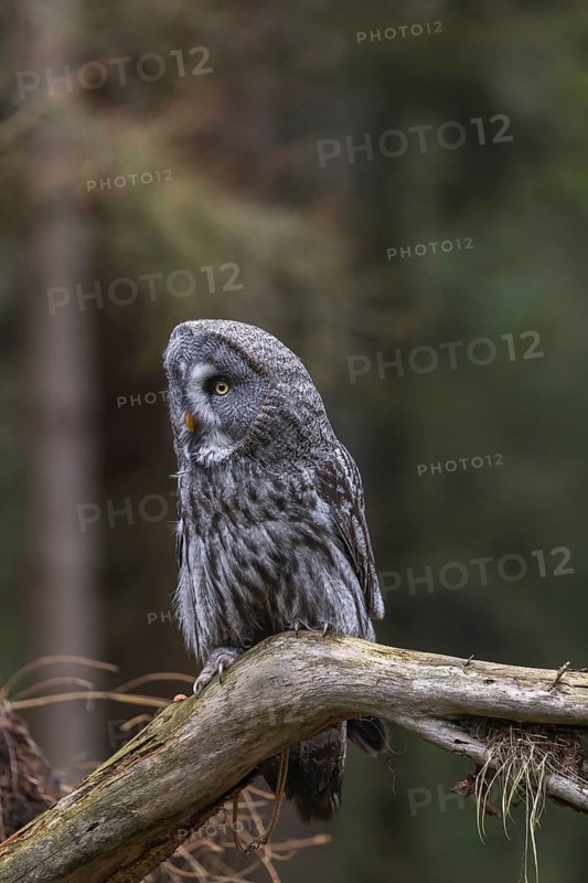 One great grey owl (Strix nebulosa) sitting on the root of a fallen spruce tree