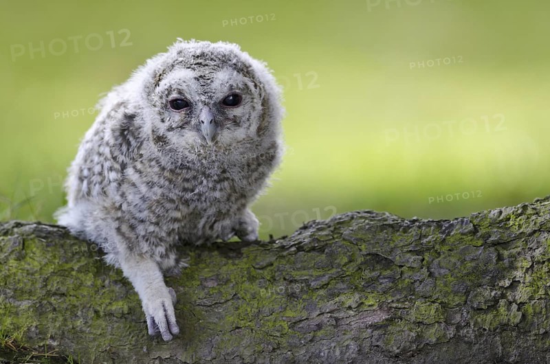 Tawny Owl (Strix aluco) juvenile, North Rhine-Westphalia, Germany