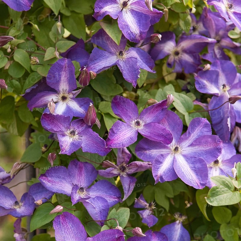 Clematis (Clematis 'Venosa Violacea'), Republic of Ireland