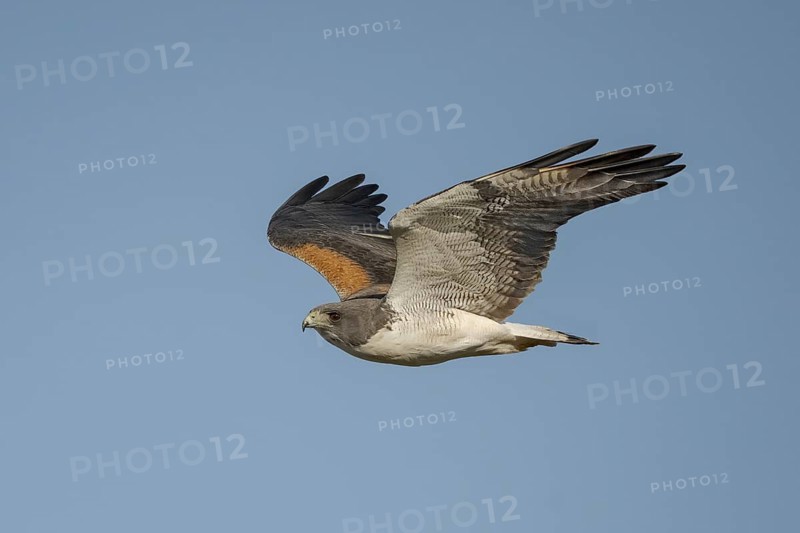 White-tailed Hawk (Geranoaetus albicaudatus) flying, Texas, USA