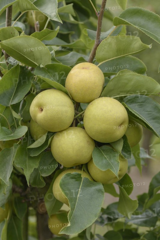 Pyrus pyrifolia 'An Ben Pear', Bundessortenamt Prüfstelle Wurzen, Wurzen, Saxony, Germany