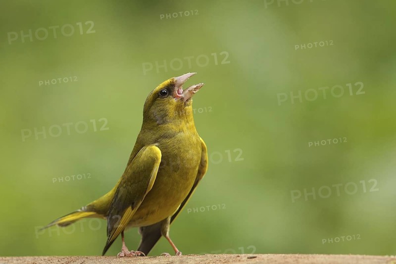 European Greenfinch (Chloris chloris) singing, Lower Saxony, Germany