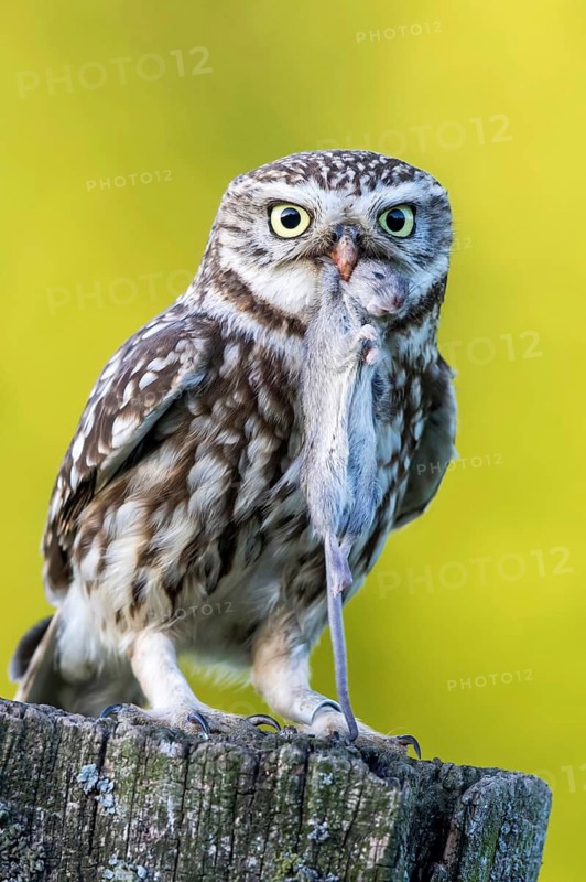 Little Owl (Athene noctua) perched on a pale with mouse prey in beak, Schleswig-Holstein, Germany