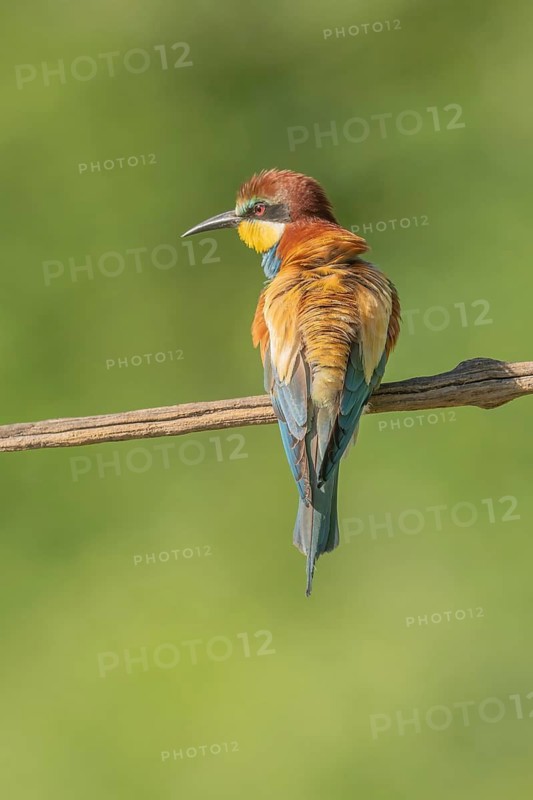 European bee-eater (Merops apiaster) on a branch during the breeding season in spring. Jechtingen, Emmendingen, Kaiserstuhl, Freiburg im Breisgau, Baden-Württemberg, Germany