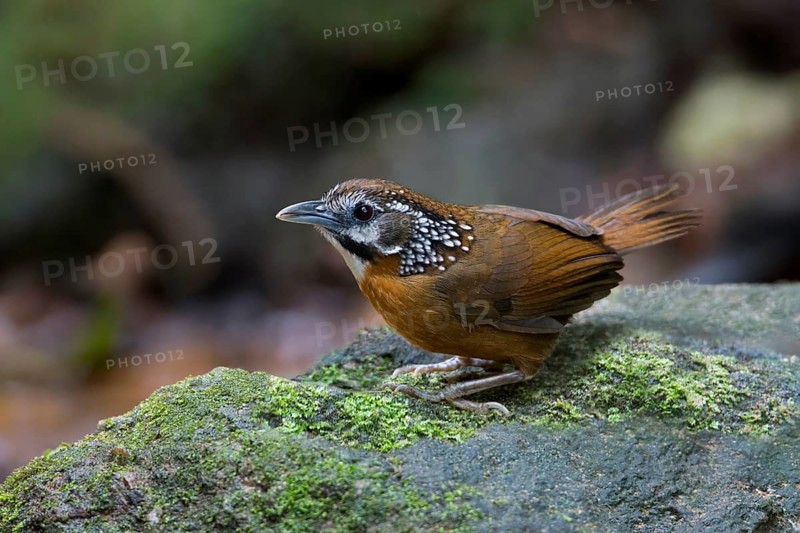 Spot-necked Babbler (Stachyris strialata), Thailand
