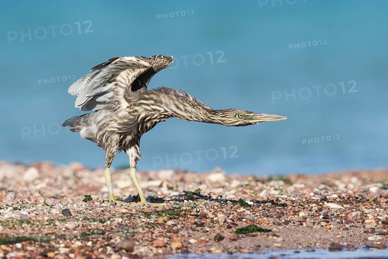 Striated Heron (Butorides striata) juvenile, Eilat, Israel