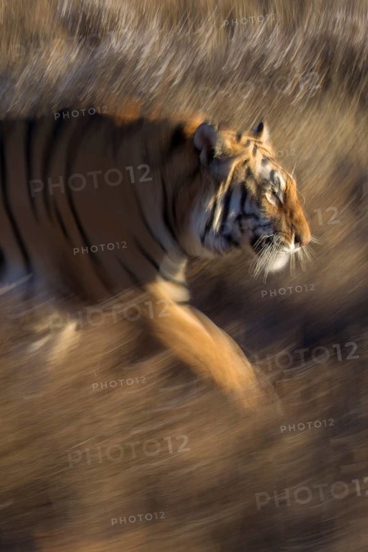 Bengal Tiger (Panthera tigris) adult running, captive, Philippolis, South Africa