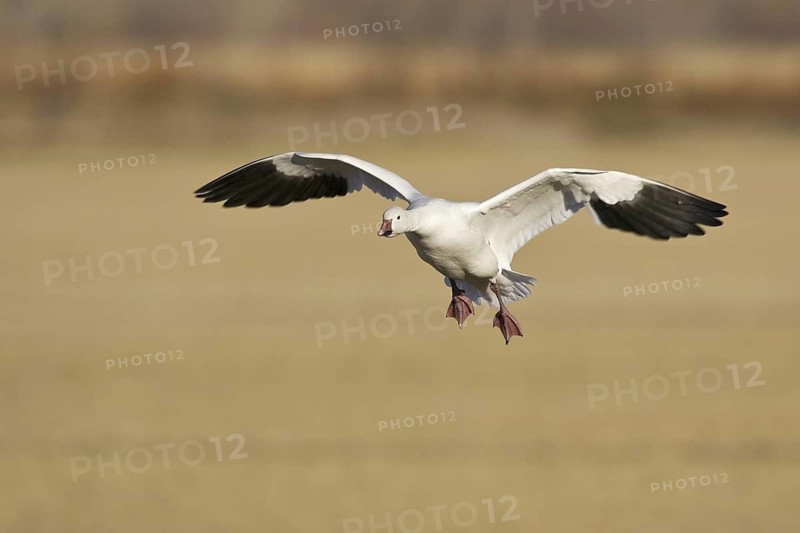 Snow Goose (Anser caerulescens), New Mexico, USA
