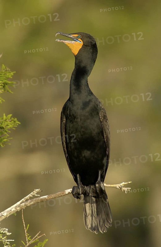 Double-crested Cormorant (Phalacrocorax auritus), Texas, USA