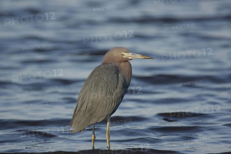 Great Blue Heron (Egretta caerulea) in the water, Myakka River State Park, Florida, USA