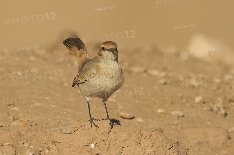 Red-rumped Wheatear (Oenanthe moesta), Morocco